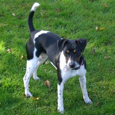 Dansk svensk gaardhund Sille **SOLGT**