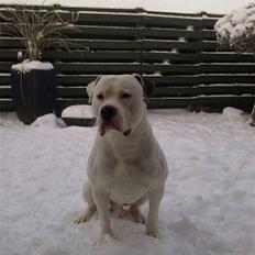 Amerikansk bulldog Ozzi
