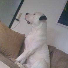 Amerikansk bulldog Ozzi