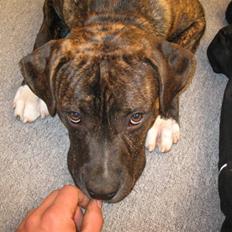 Amerikansk staffordshire terrier $--MILO--$