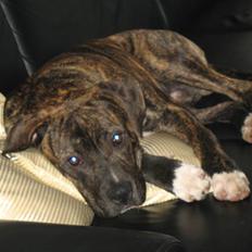 Amerikansk staffordshire terrier $--MILO--$