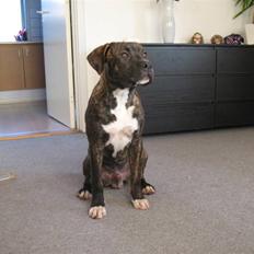 Amerikansk staffordshire terrier $--MILO--$