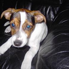 Blanding af racer Jackie