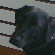 Blanding af racer Smilla