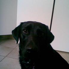 Blanding af racer Smilla