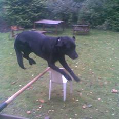 Blanding af racer Smilla