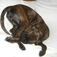 Boxer *Mila* (4/11-07-11/5-09)