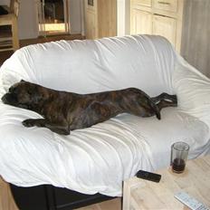 Boxer *Mila* (4/11-07-11/5-09)