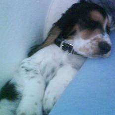 Cocker spaniel Felix