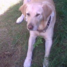 Labrador retriever Nicki R.I.P
