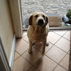 Labrador retriever Nicki R.I.P