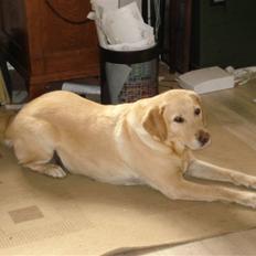 Labrador retriever Nicki R.I.P