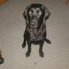 Labrador retriever malou