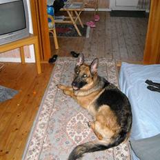 Schæferhund Zita (chefen)