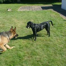 Schæferhund Zita (chefen)