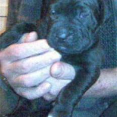 Blanding af racer amstaff/labradore   Kanzi