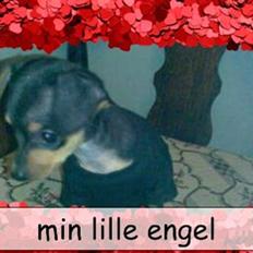 Dvaergpinscher dudu *DØD*