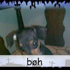 Dvaergpinscher dudu *DØD*