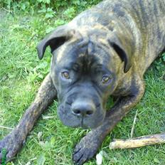 Blanding af racer Harley