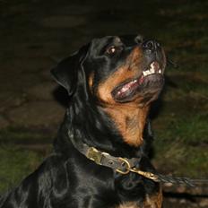 Rottweiler Marienlund's Queen *RIP*