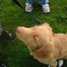 Nova scotia duck tolling retriever feenja