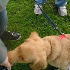 Nova scotia duck tolling retriever feenja