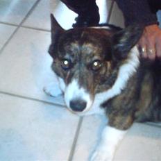 Welsh corgi cardigan tapy