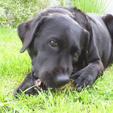 Labrador retriever Molly R.I.P