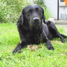 Labrador retriever Molly R.I.P