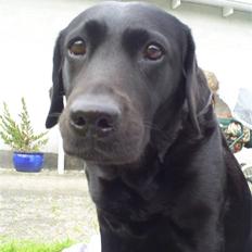 Labrador retriever Molly R.I.P