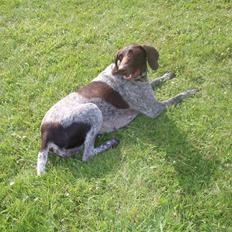 Korthåret hønsehund sif