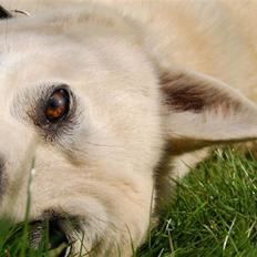 Norsk buhund Sille "RIP"