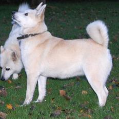 Norsk buhund Sille "RIP"