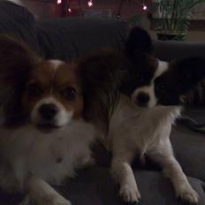 Papillon Mille *død d15/5-2010*