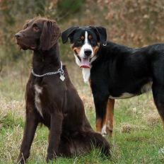 Langhåret hønsehund Gipsy 2003 - 2013
