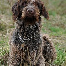 Ruhåret hønsehund Floyd 1997-2010