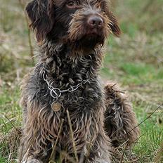 Ruhåret hønsehund Floyd 1997-2010