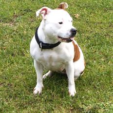 Staffordshire bull terrier Pil (Staffjoy's Kyomi)