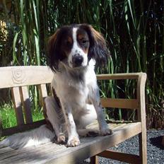 Blanding af racer Balder