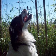 Blanding af racer Balder