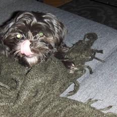 Shih tzu gismo