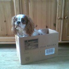 Cavalier king charles spaniel Kong Louie