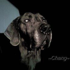 Grand danois ~Chang~ ~Himmelhund~