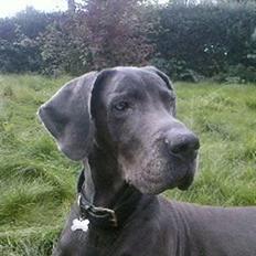 Grand danois ~Chang~ ~Himmelhund~