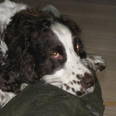 Engelsk springer spaniel Andy