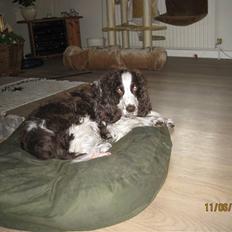 Engelsk springer spaniel Andy