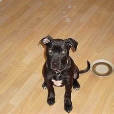 Staffordshire bull terrier tasha