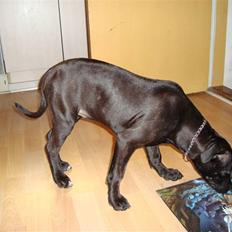 Staffordshire bull terrier tasha