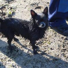 Chihuahua carlos