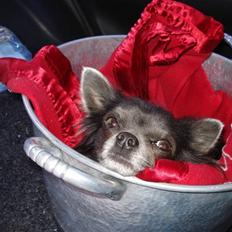 Chihuahua carlos